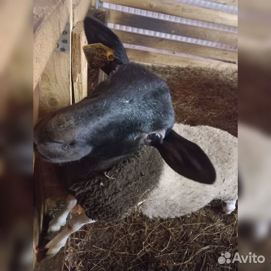 Бараны Дорпер для разведения