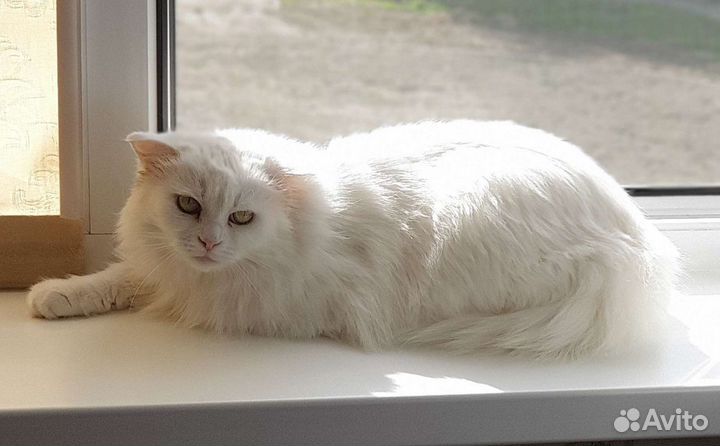 Кошка в дар