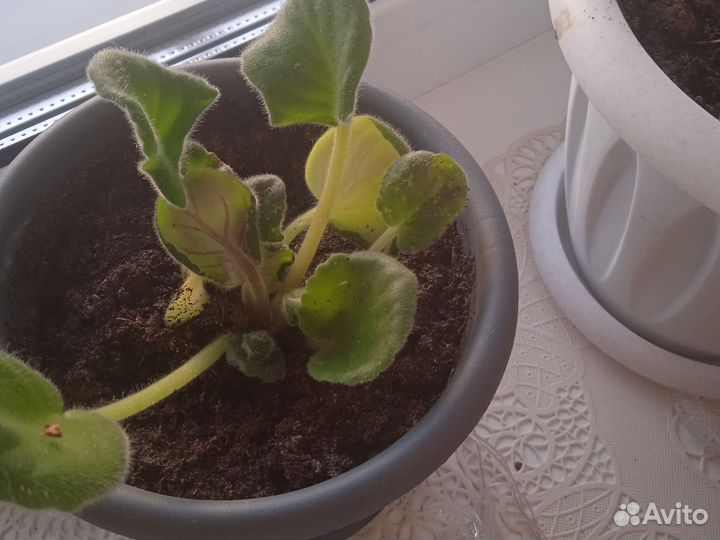 Фиалки детки