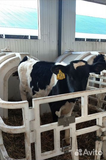 Бычки тёлки