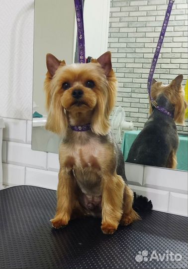 Стрижка собак и кошек