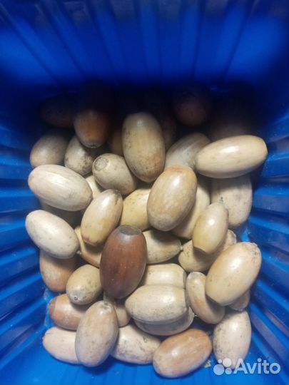 Желуди дуба