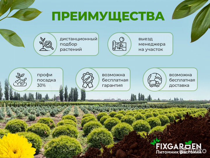 Бархат амурский