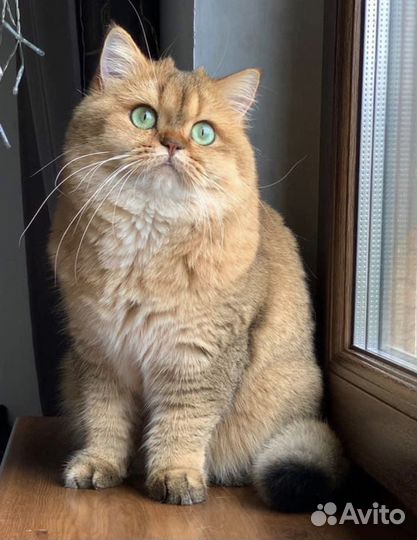 Кошка в дар