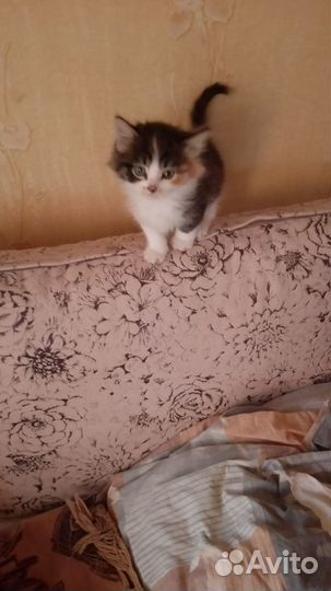 Котята невдупленыши