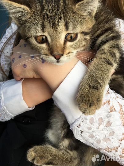 Котята в добрые руки