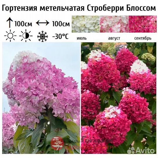 Гортензия Стравбери блосом