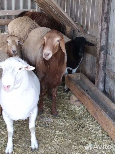 Баран на племя