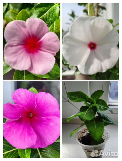 Катарантус