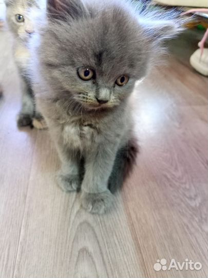Котята