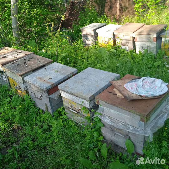 Пчелопакеты