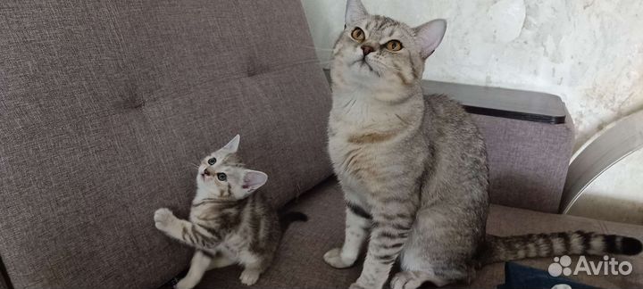 Тимофей Вязка