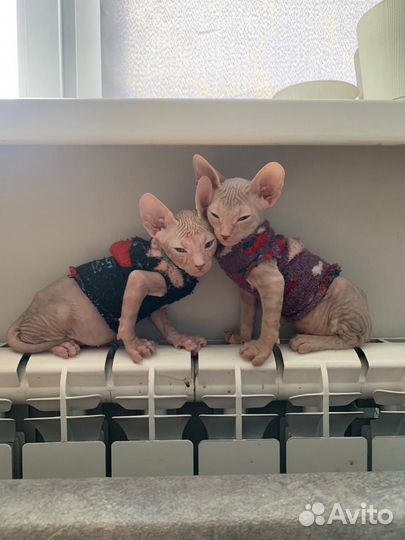 Донской сфинкс