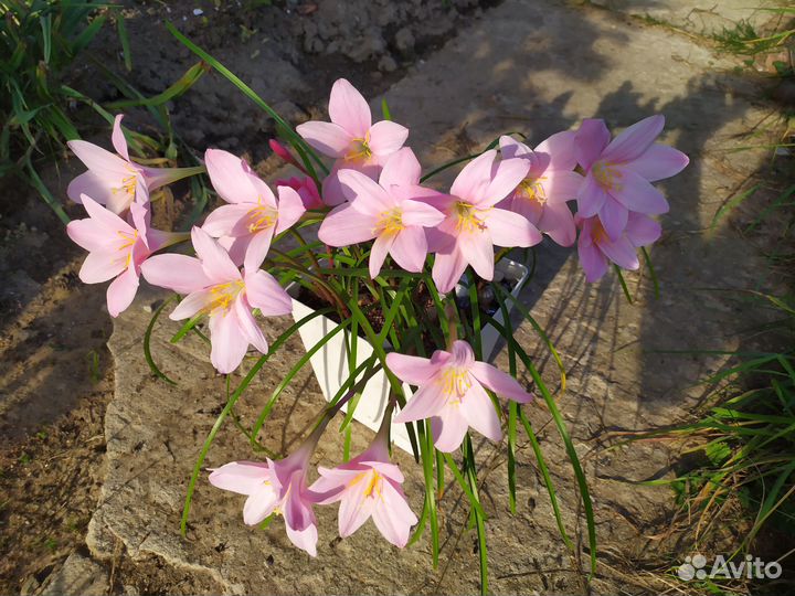 Зефирантес грандифлора