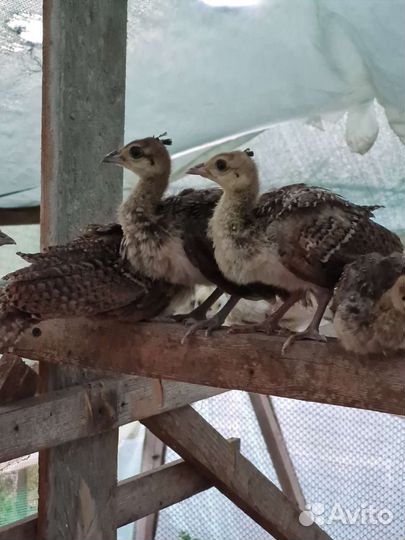 Инкубационное яйцо индийского павлина
