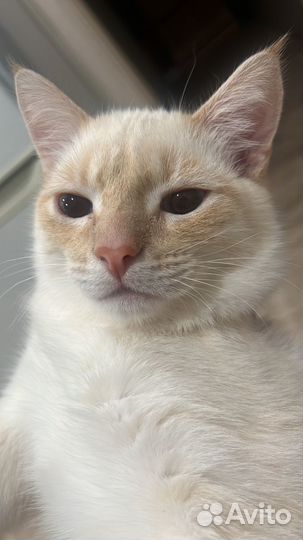 Кот