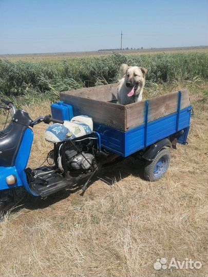 Мотороллер, муравей