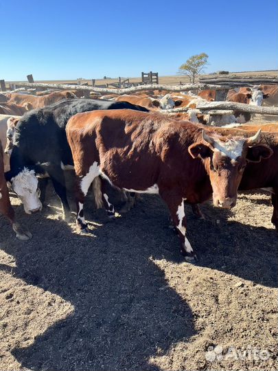 Коровы и телки бык