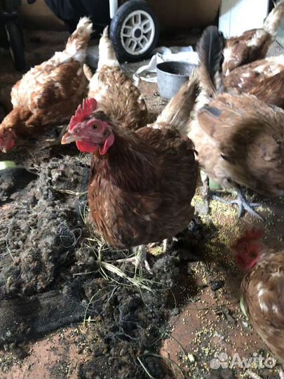 Куры несушки ломан браун
