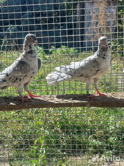 Голуби широкохвостые