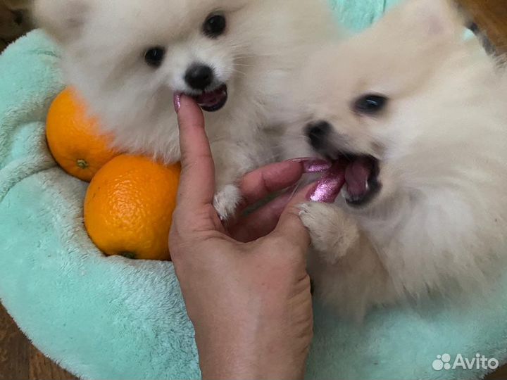 Собака шпиц померанский