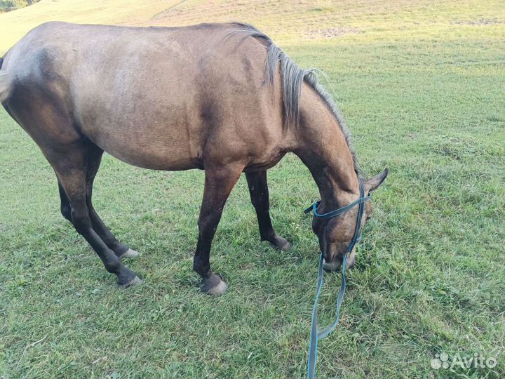 Кобыла скаковая