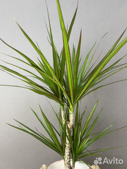 Комнатное растение Драцена