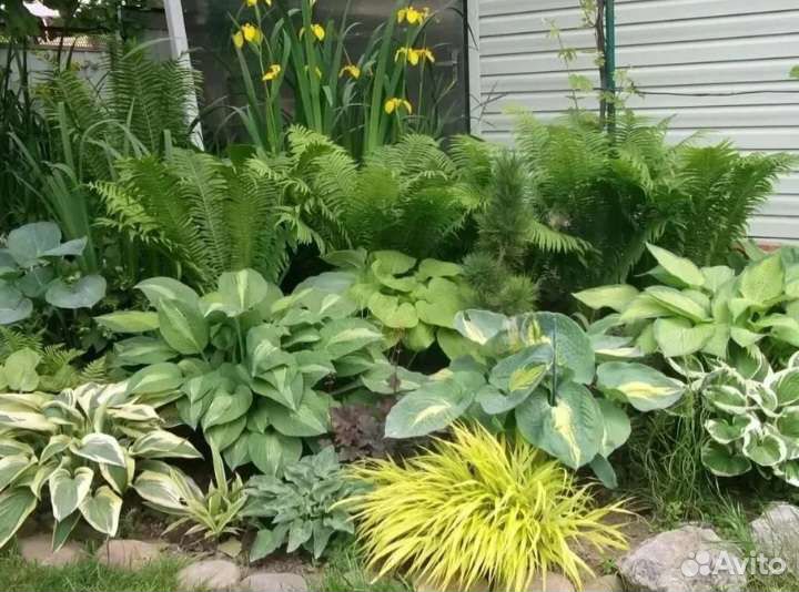 Папоротник садовый