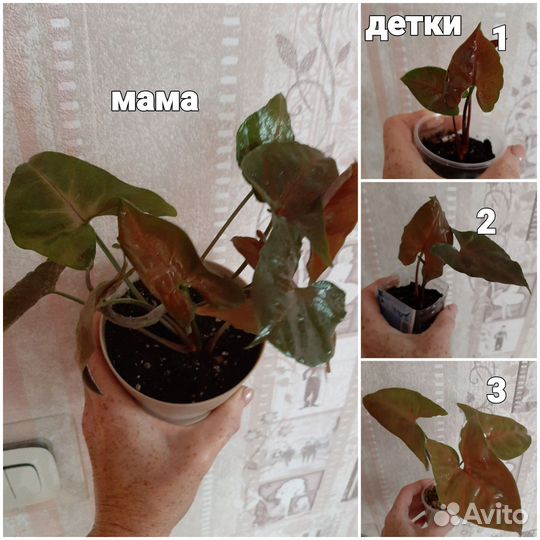 Цветы комнатные