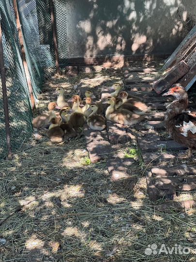 Мускусные утки индоутки индоутята