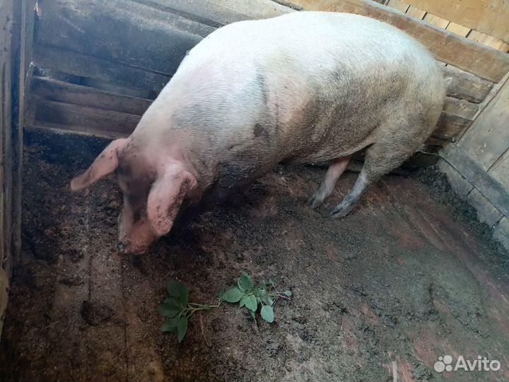 Продам борова, на племя