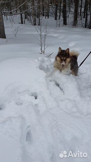 Вязка кобель