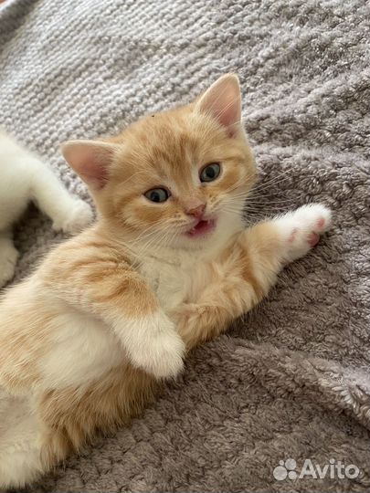Британские котята