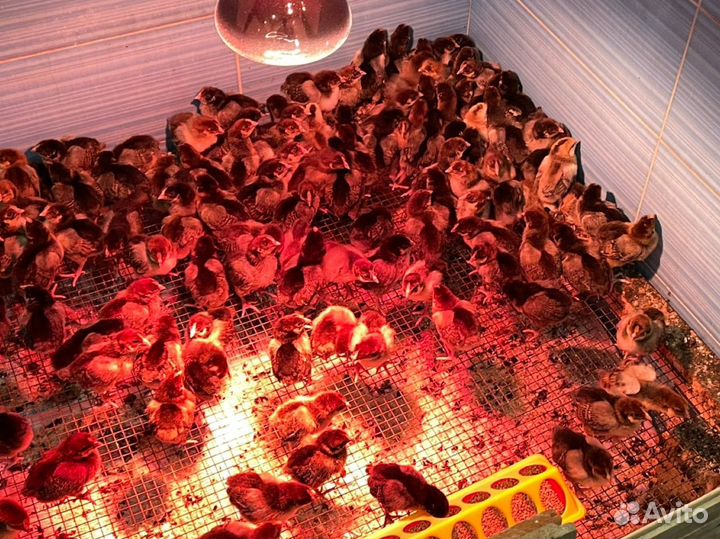 Цыплята Кучинская юбилейная