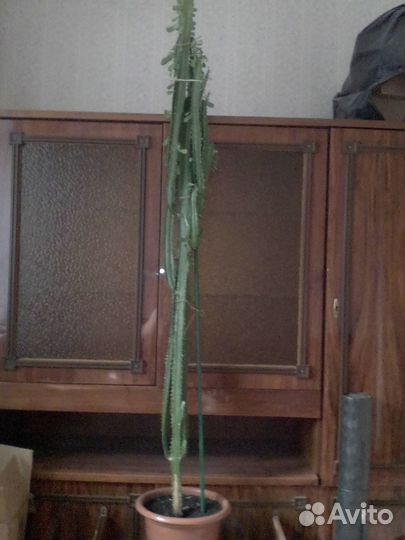 Эуфорбия (молочай трёхгранный)