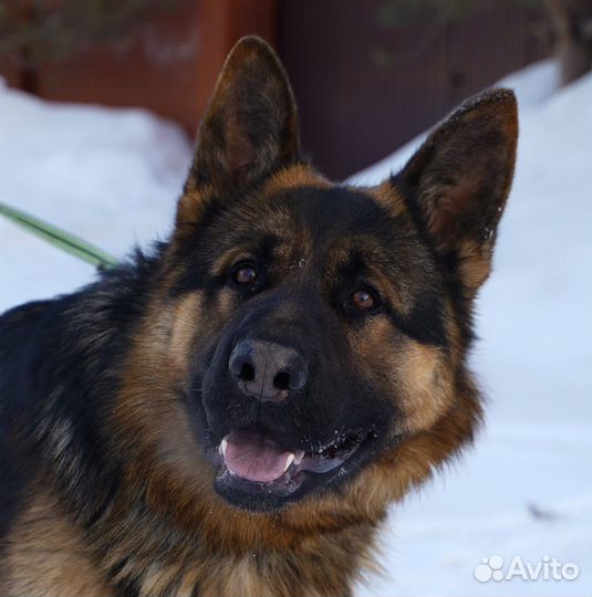 Немецкая овчарка вязка