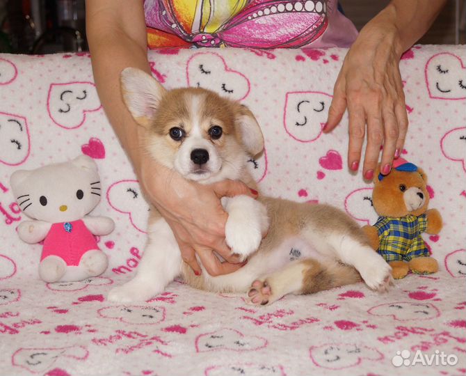Щенки корги