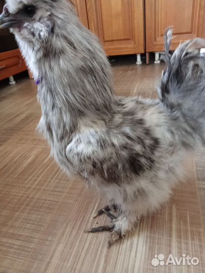 Китайские шелковые