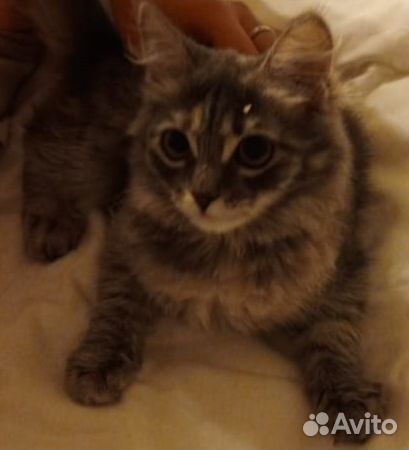 Котята бесплатно