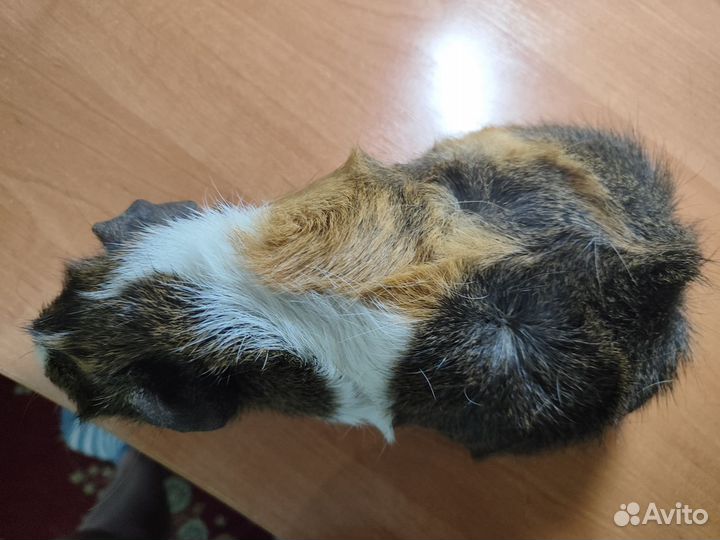 Морская свинка скинни