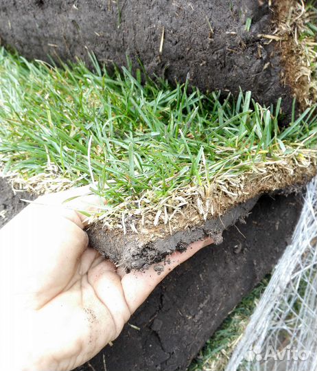 Рулонный газон