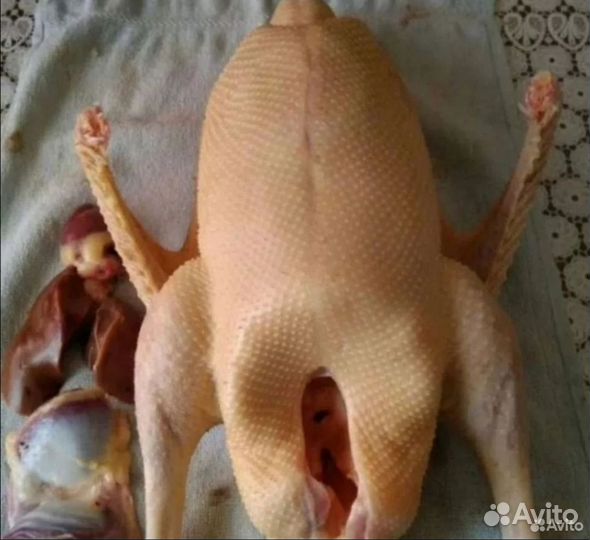 Гусь домашняя мясо
