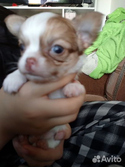 Чихуахуа мини