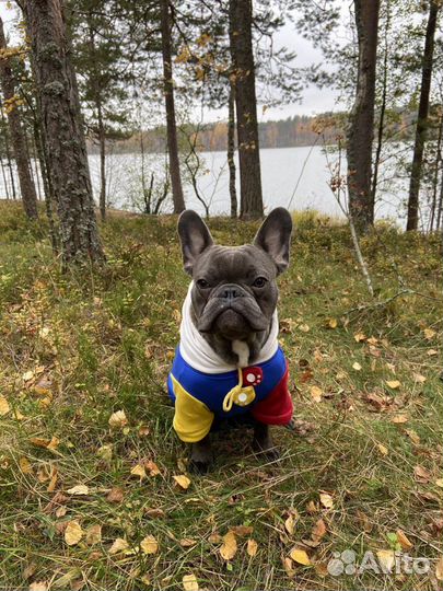 Французский бульдог кабель вязка
