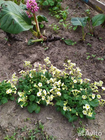 Первоцветы