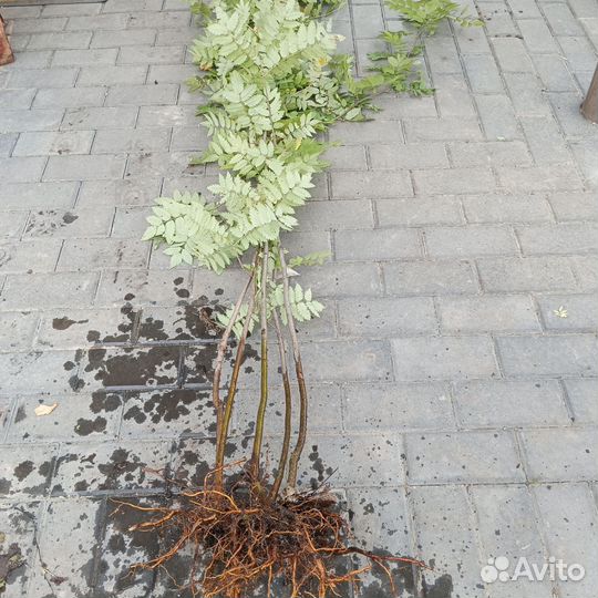 Саженцы рябины