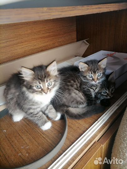 Кошки в добрые руки бесплатно