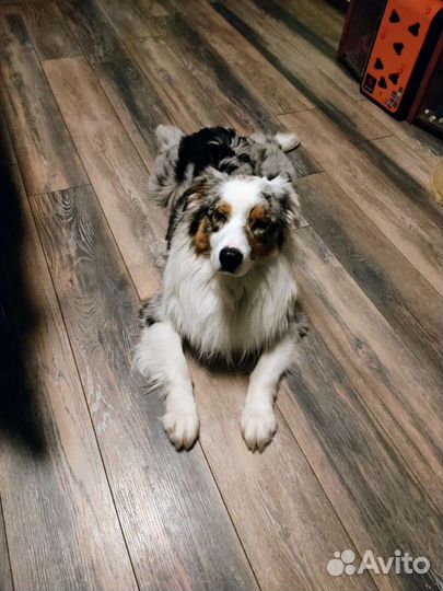 Аусси кобель на вязку