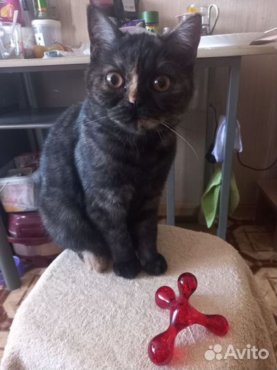 Кошка британка