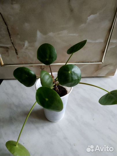 Фикус Мелани пилея спатифиллум бегония